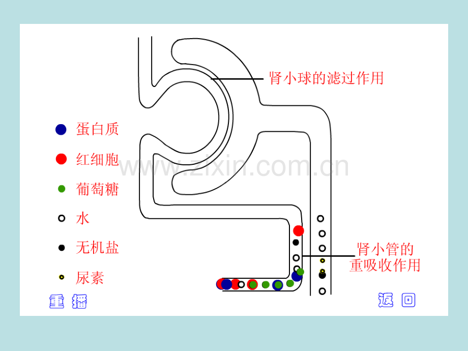 肾小管集合管重吸收过程示意.ppt_第2页