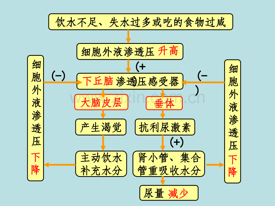 肾小管集合管重吸收过程示意.ppt_第3页