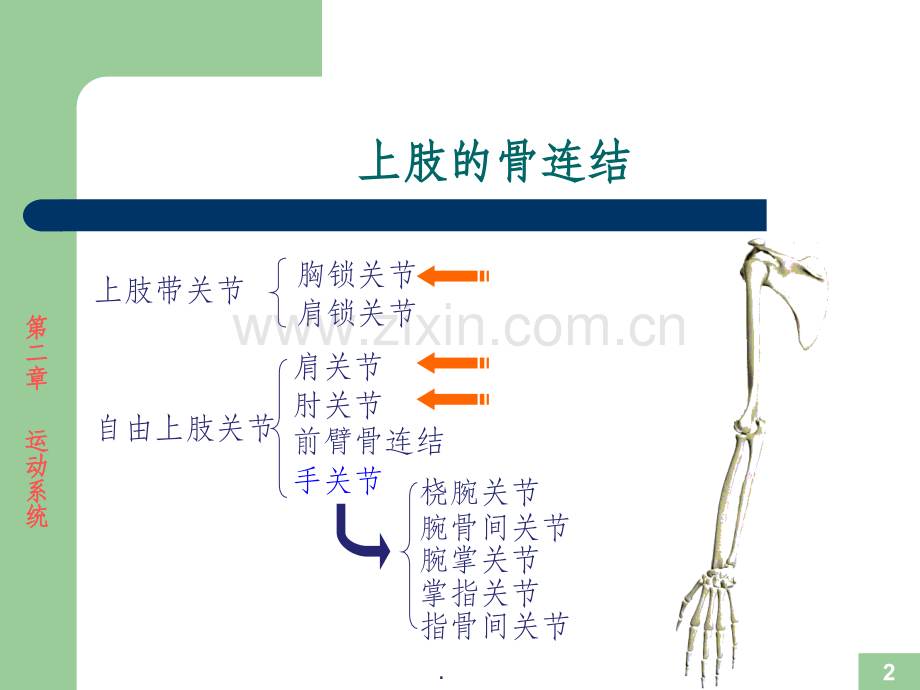 运动解剖学--关节的形态观察及运动形式.ppt_第2页