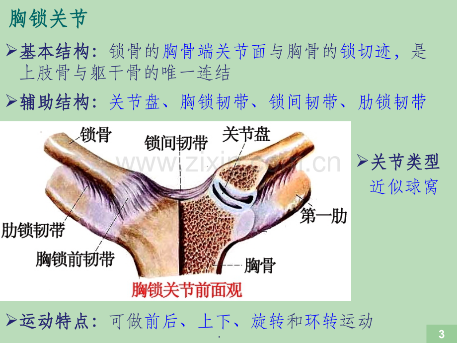 运动解剖学--关节的形态观察及运动形式.ppt_第3页