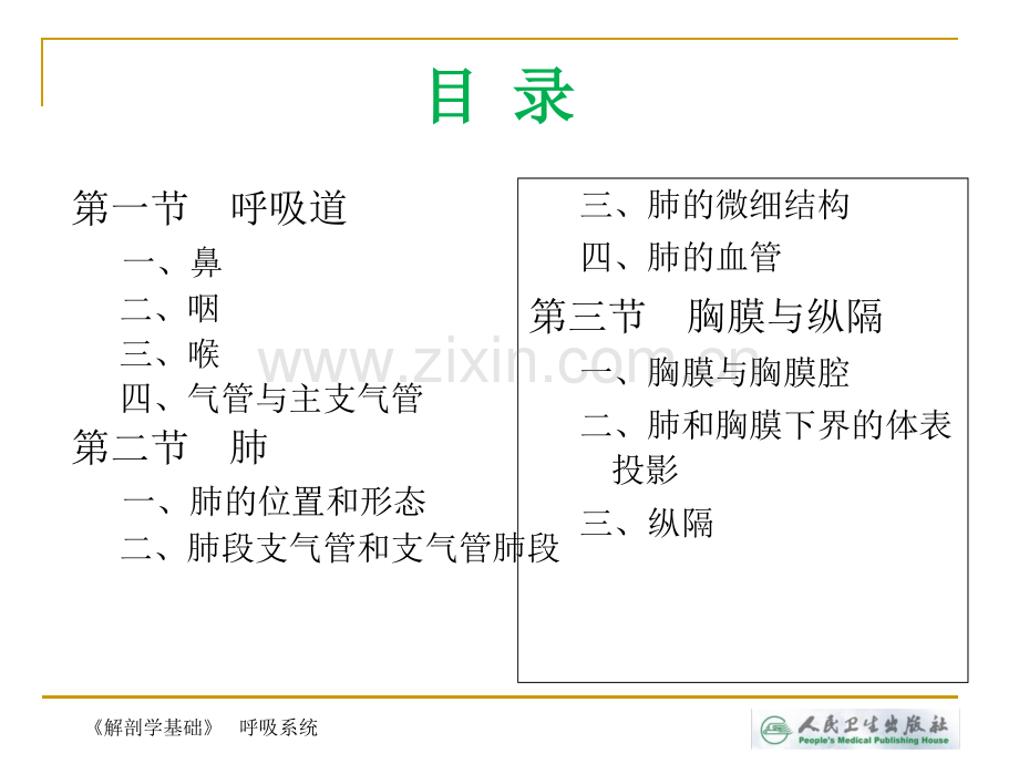 解剖学基础第四章-呼吸系统.ppt_第2页