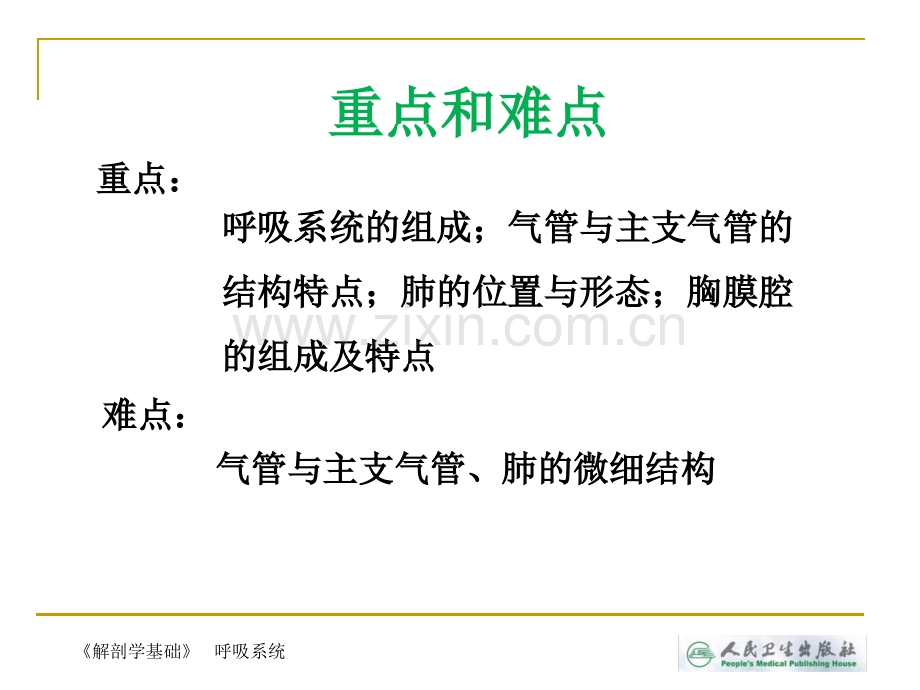 解剖学基础第四章-呼吸系统.ppt_第3页