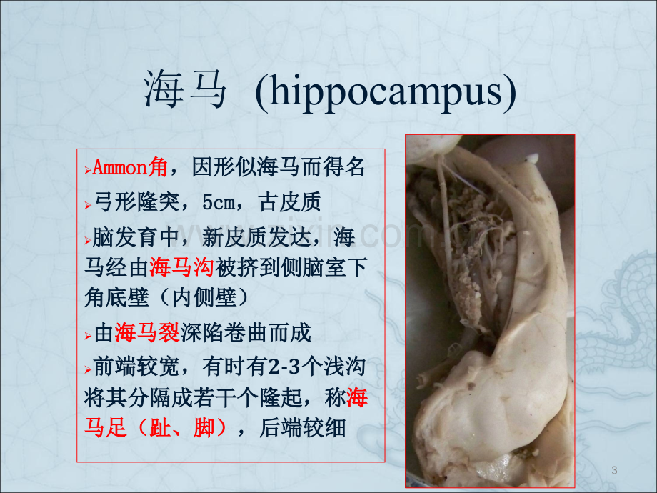 海马解剖与MR表现.ppt_第3页