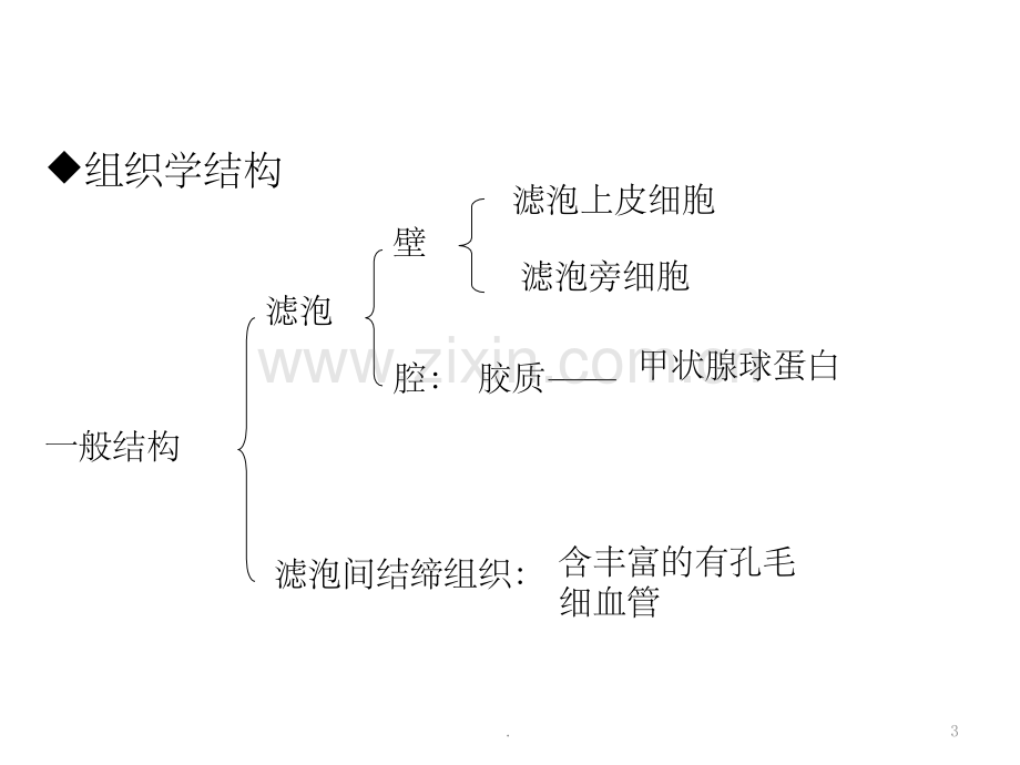 甲状腺的解剖和组织学结构.ppt_第3页