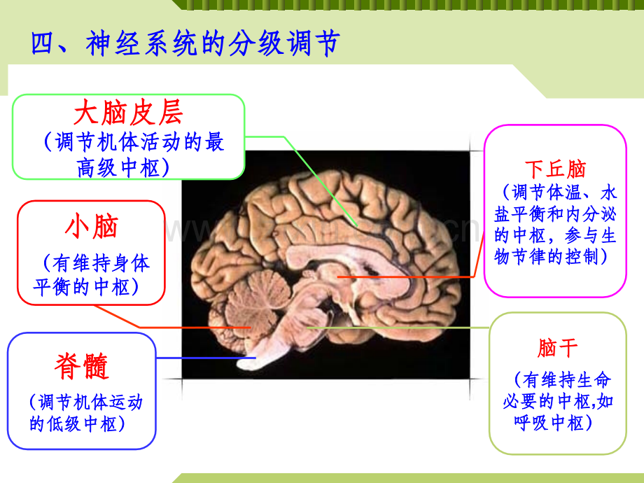 神经系统的分级调节.ppt_第2页