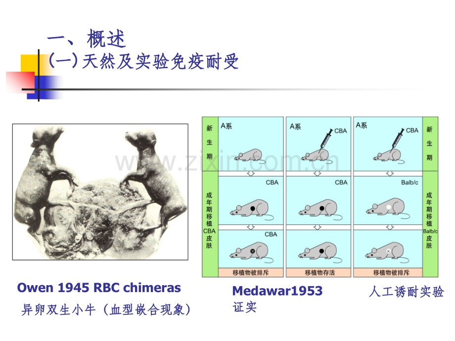 免疫耐受与免疫调节.ppt_第3页