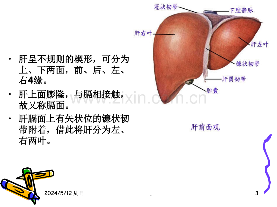 肝的解剖及分段.ppt_第3页