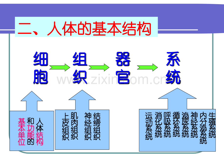 学前儿童解剖生理与卫生保健PPT医学.ppt_第2页