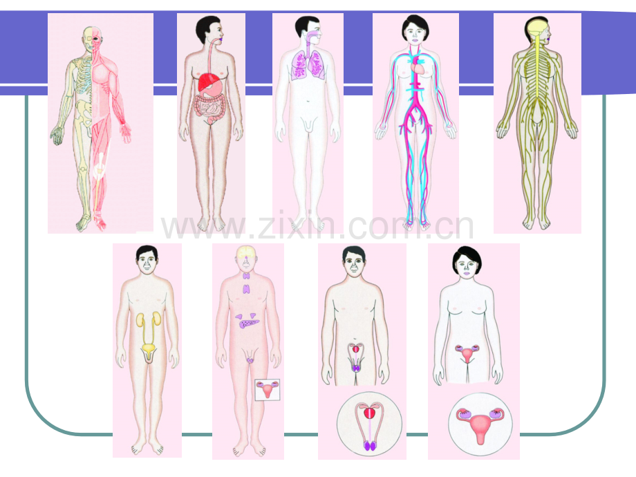 学前儿童解剖生理与卫生保健PPT医学.ppt_第3页