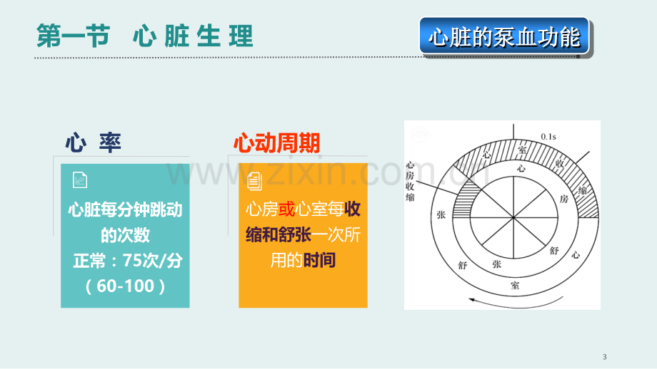 生理血液循环.pptx_第3页