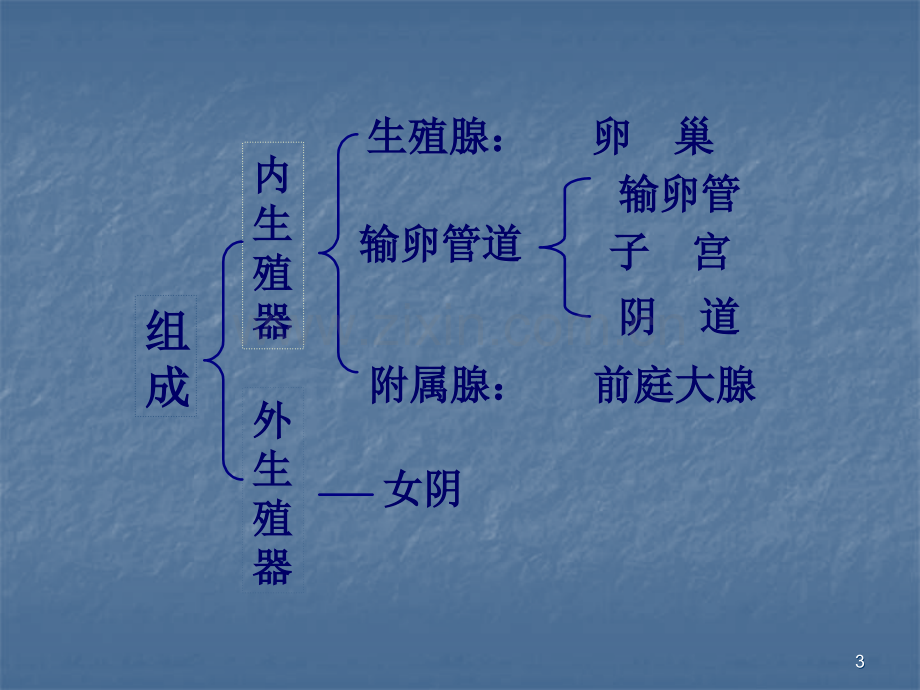 生殖系统PPT医学.ppt_第3页