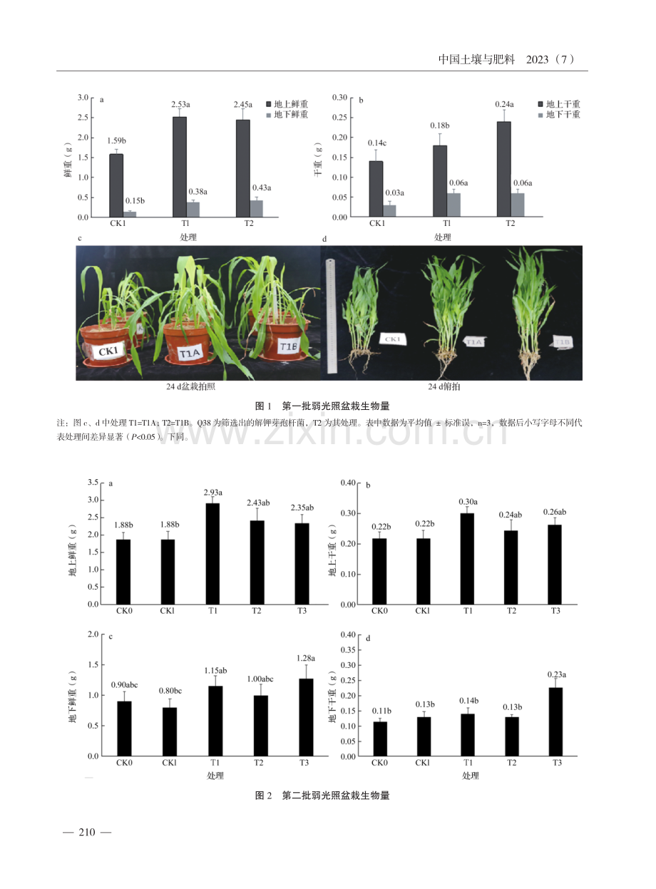 活化钾长石中解钾菌的抗光亏缺效果研究初报.pdf_第3页