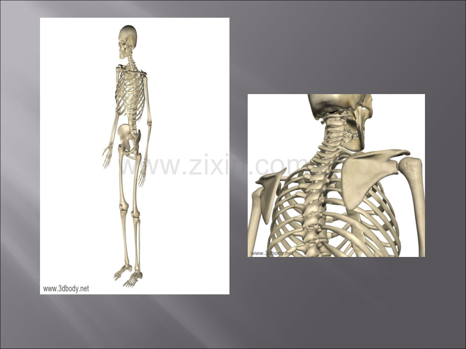 颈椎病的认识和治疗.ppt_第3页