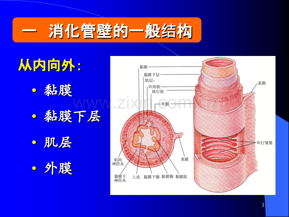 组织学消化管.ppt_第3页