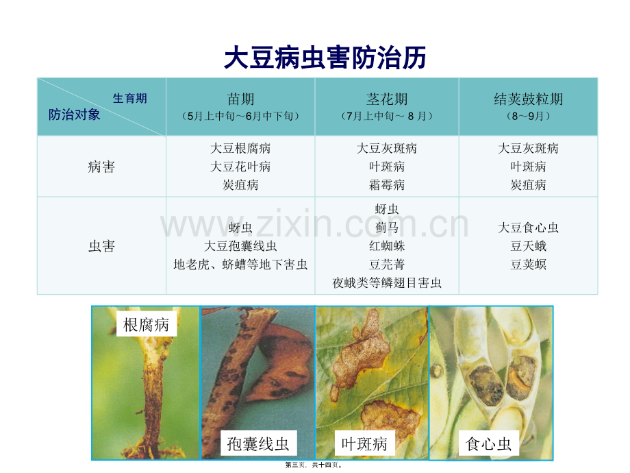 大豆病虫害防治ZS模板.pptx_第2页