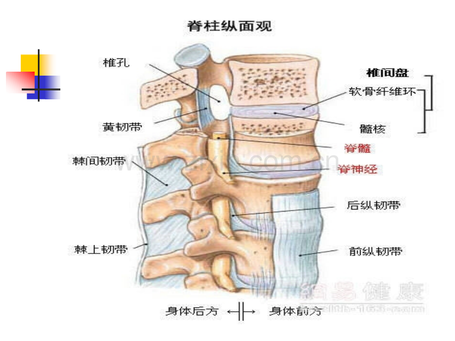 腰椎间盘突出.ppt_第3页