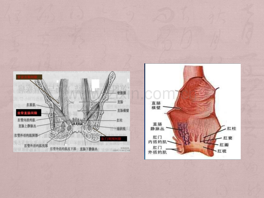 肛周疾病的护理.pptx_第3页
