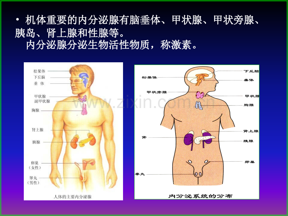 运动生理学内分泌.ppt_第3页