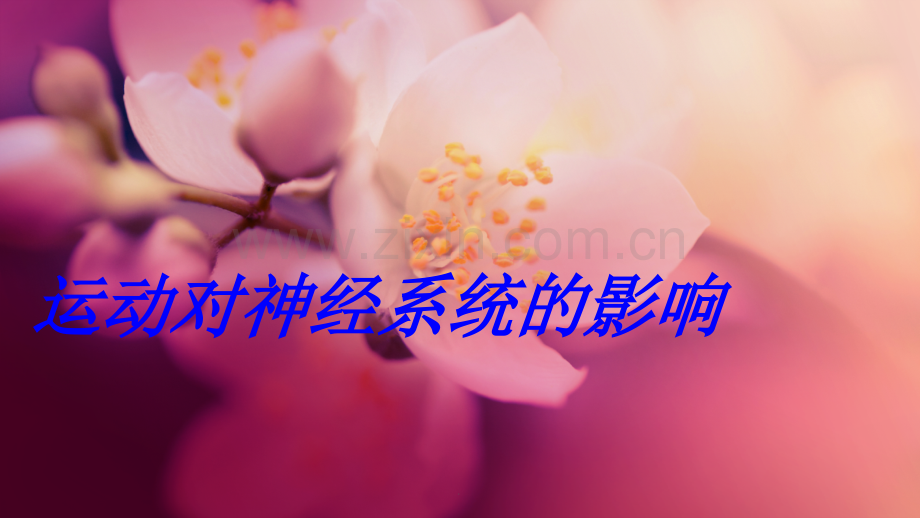 运动对神经系统的影响.ppt_第1页