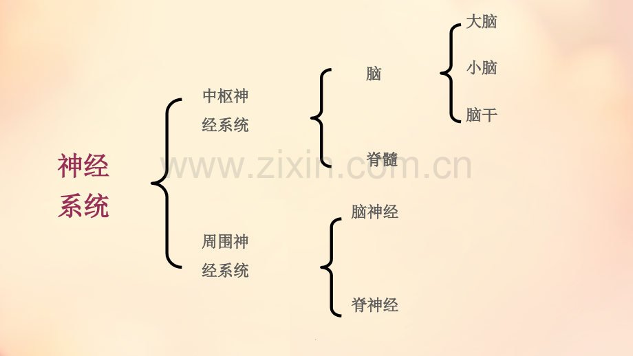 运动对神经系统的影响.ppt_第3页