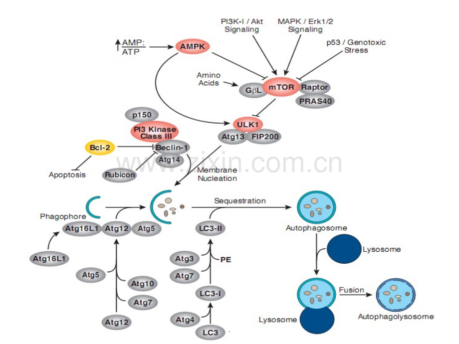 自噬及其相关调节通路.ppt_第3页