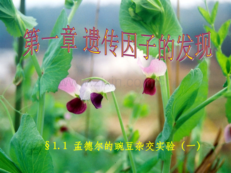 生物必修二全套.ppt_第1页