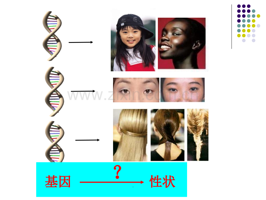 -基因对性状的控制(公开课).ppt_第2页