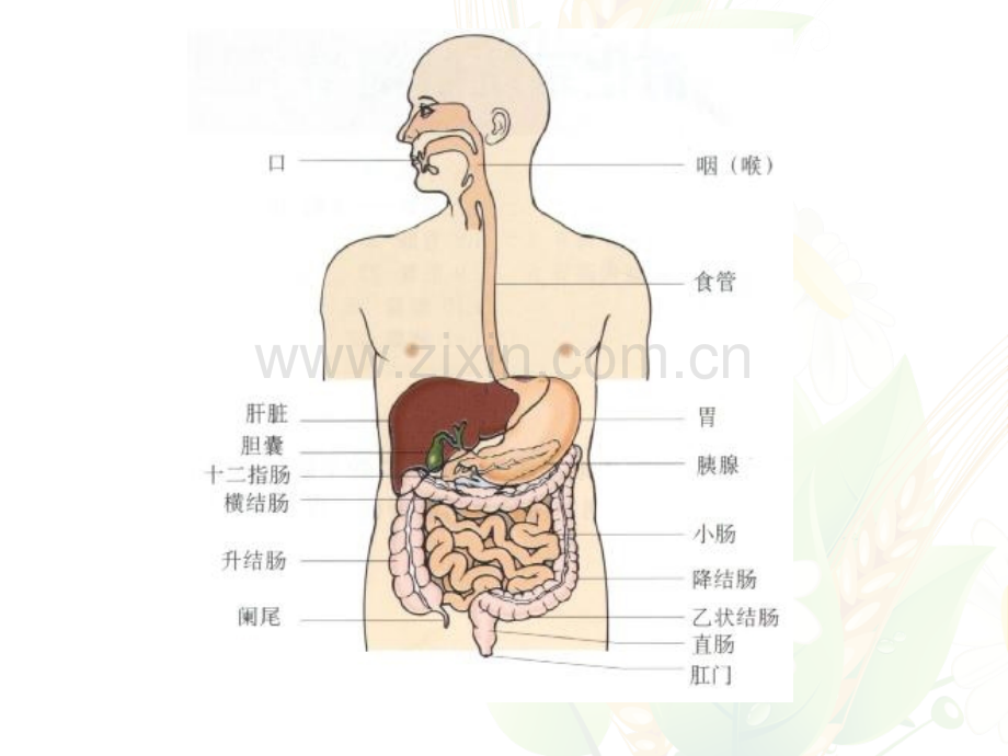 消化道出血的护理.ppt_第3页