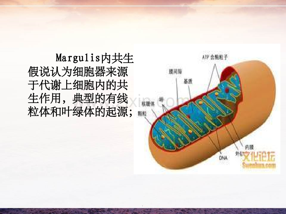 真核细胞细胞器起源假说.ppt_第3页