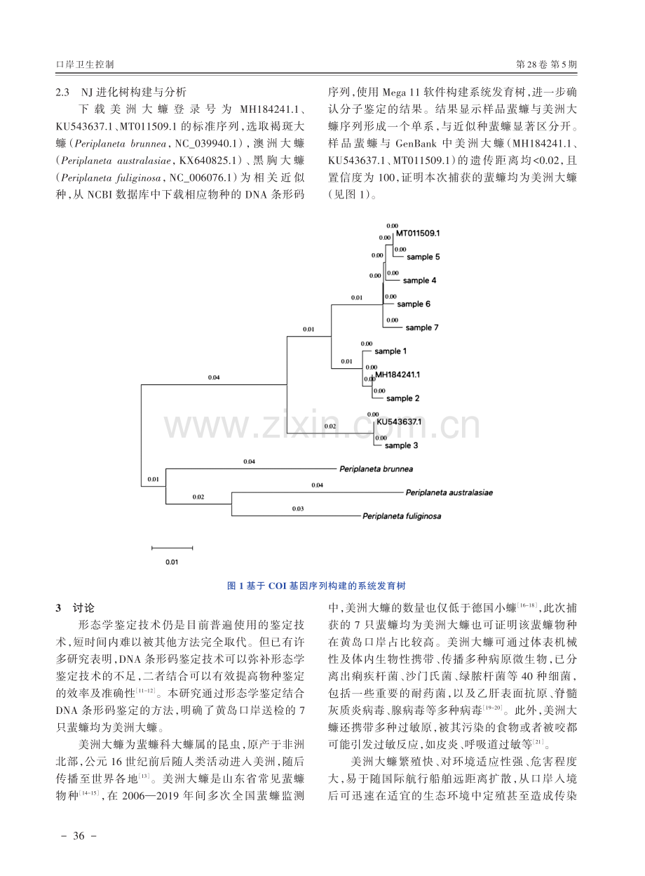 黄岛口岸送检蜚蠊的分子鉴定.pdf_第3页