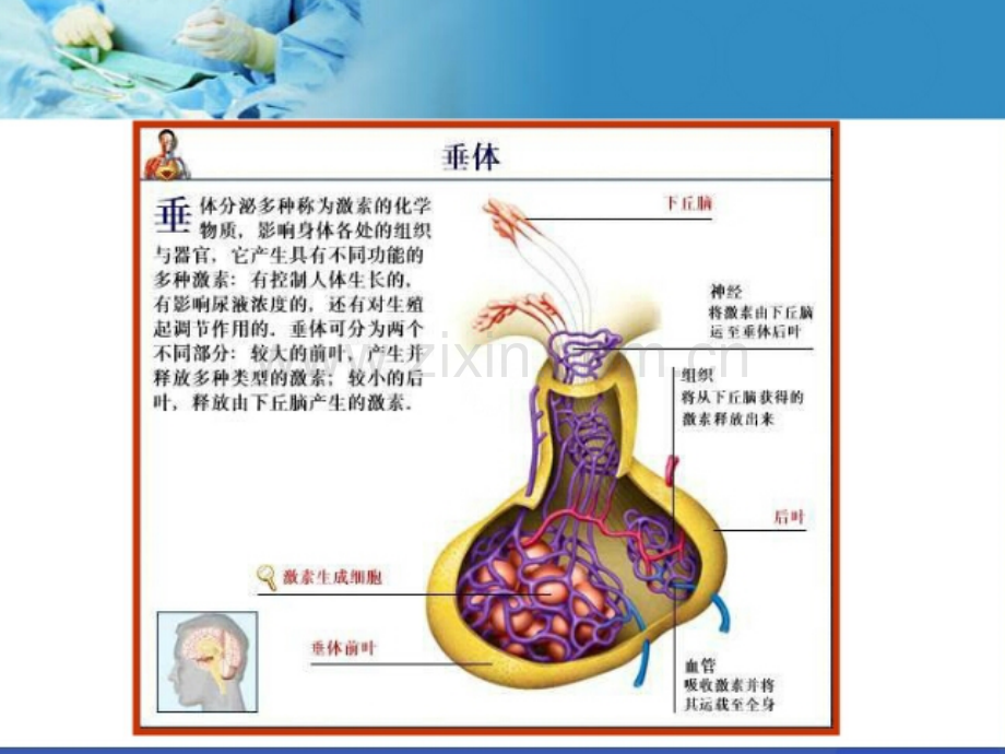 垂体解剖及临床.ppt_第2页