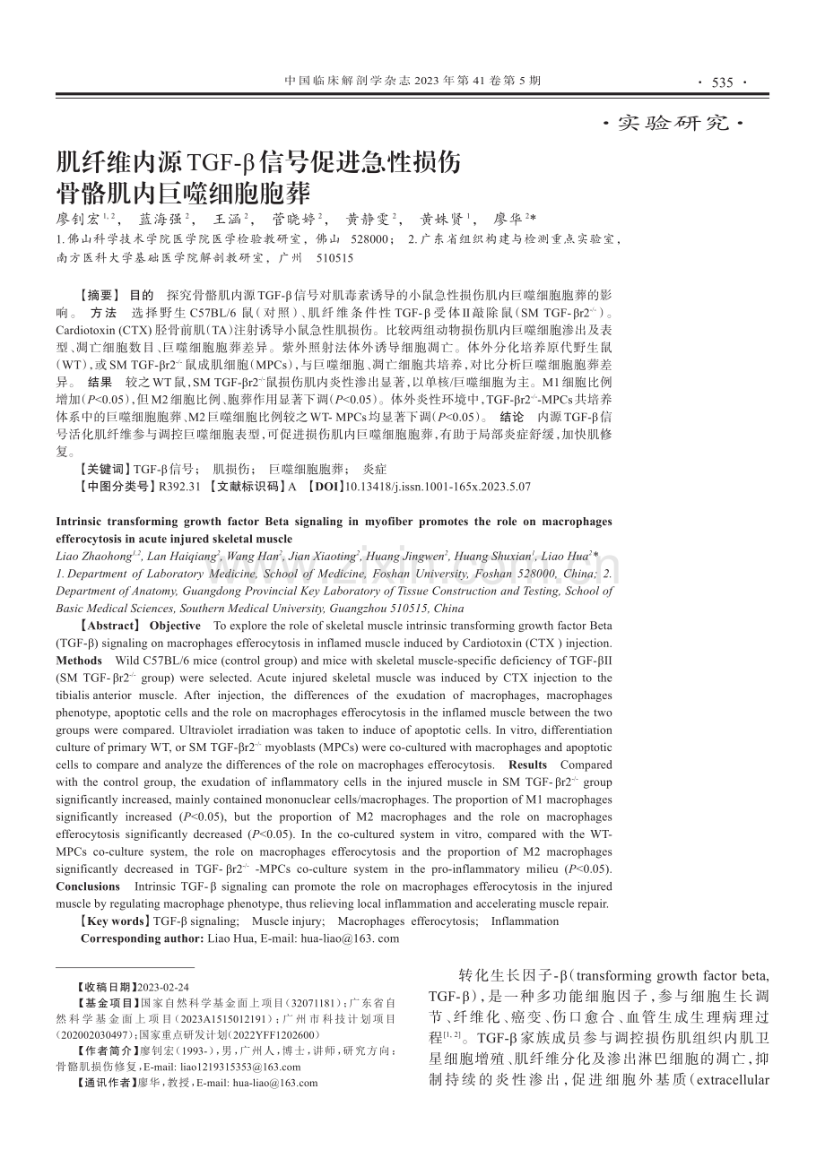 肌纤维内源TGF-β信号促进急性损伤骨骼肌内巨噬细胞胞葬.pdf_第1页