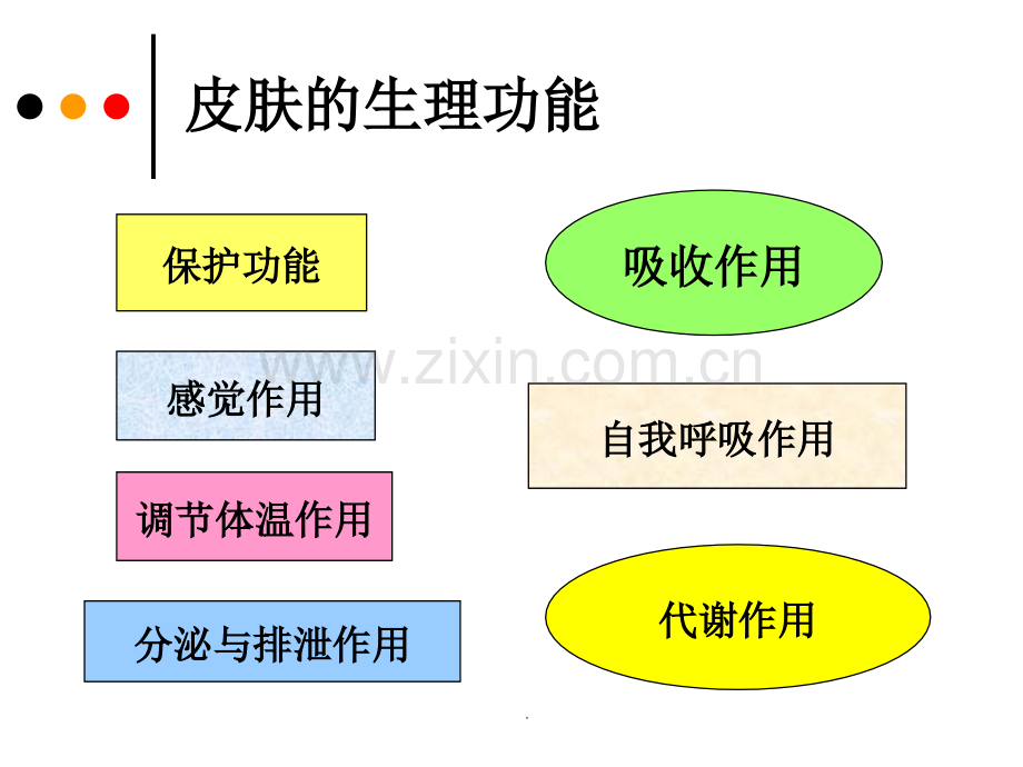 -皮肤的生理功能.ppt_第2页