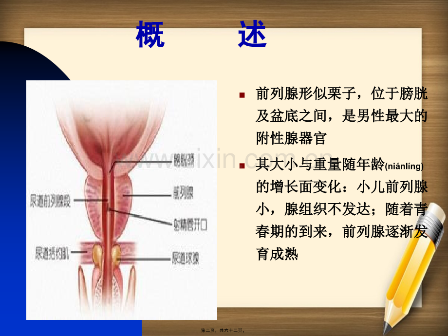 前---列---腺---炎.ppt_第2页