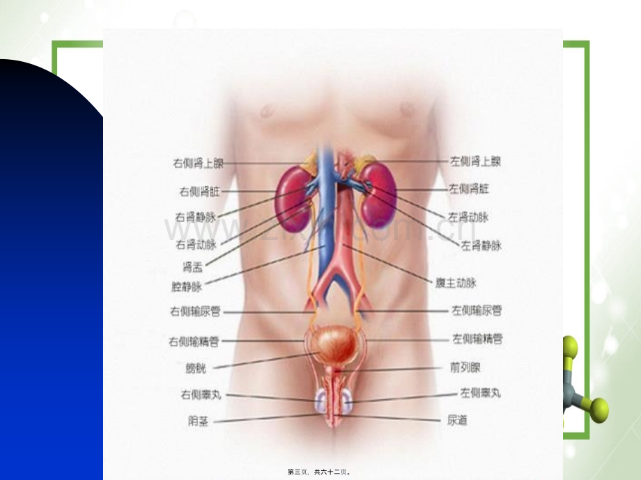 前---列---腺---炎.ppt_第3页