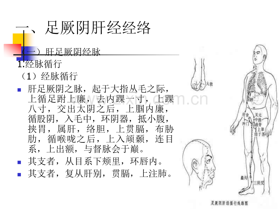 经络学足厥阴肝经医学.ppt_第2页