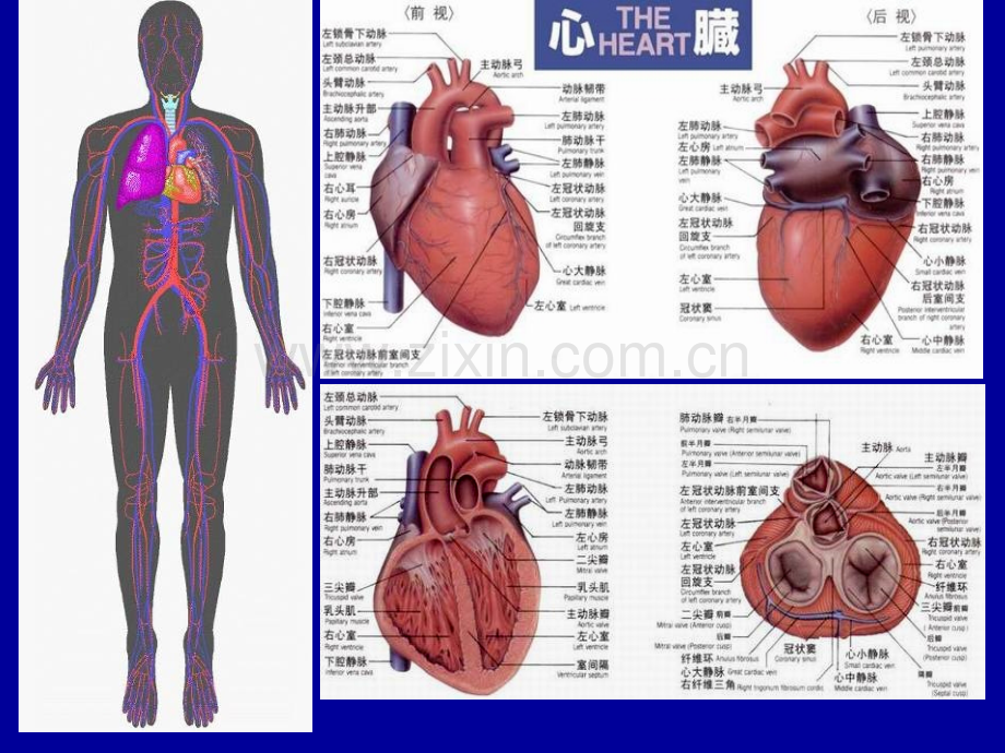 心脏与大血管影像诊断.ppt_第2页