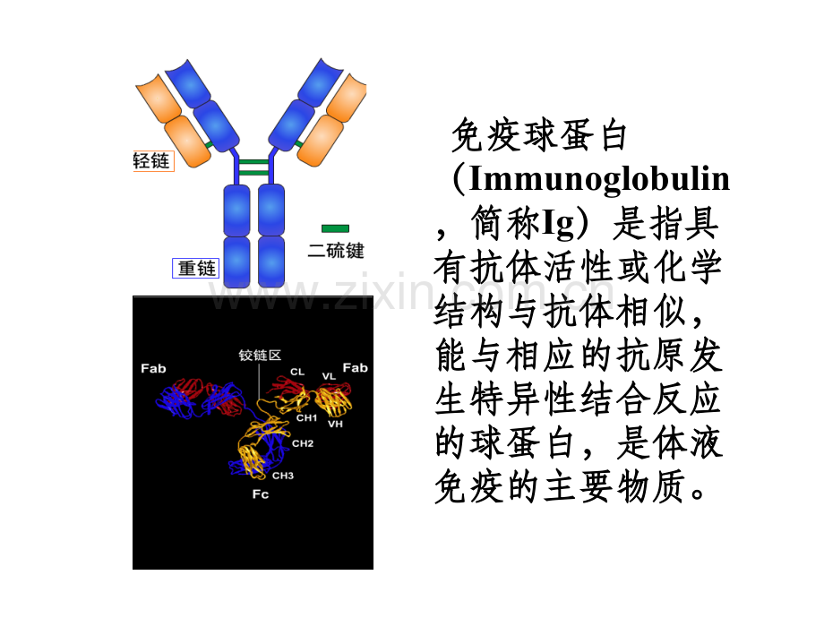 免疫球蛋白与食品.ppt_第2页