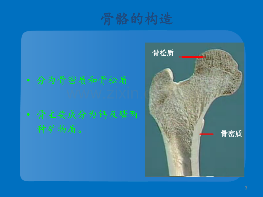 骨质疏松的预防及用药注意事项.ppt_第3页