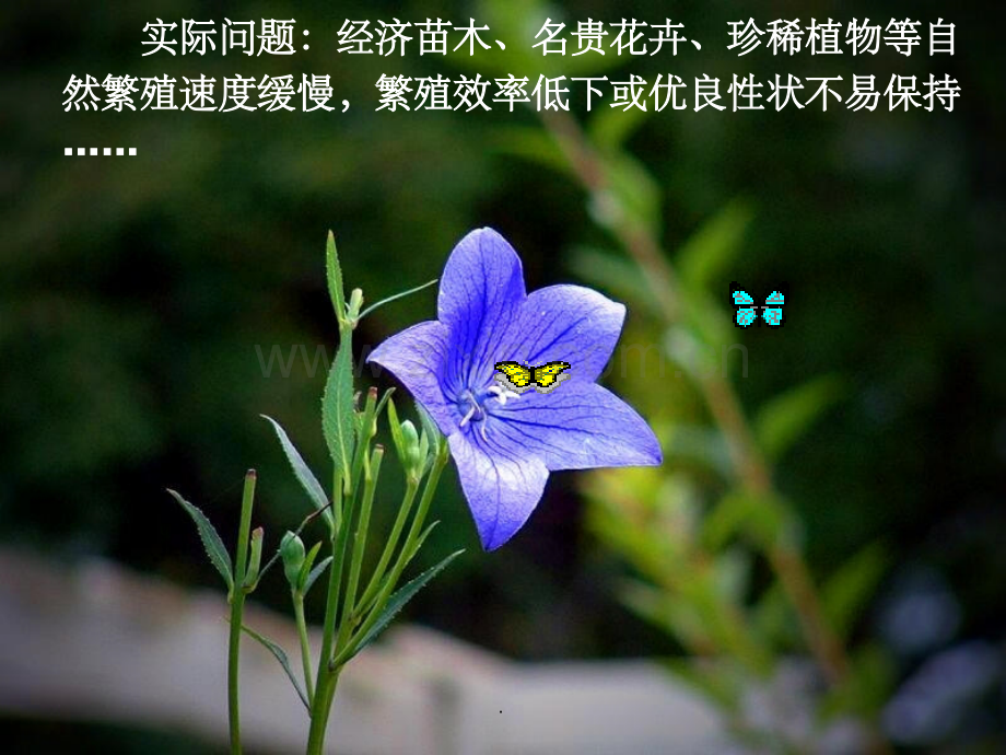 植物细胞工程的实际应用.ppt_第2页