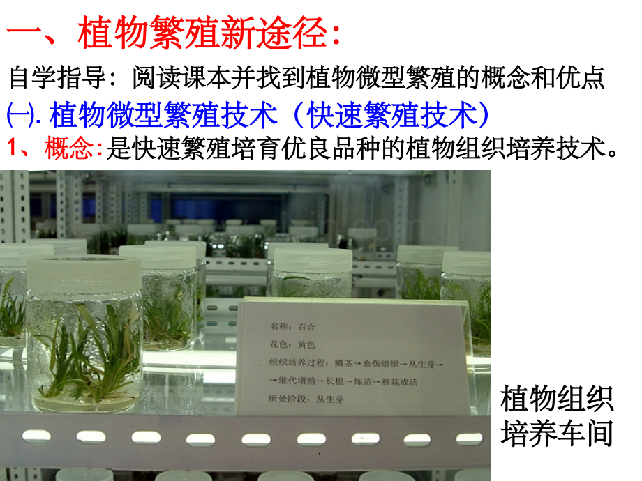 植物细胞工程的实际应用.ppt_第3页