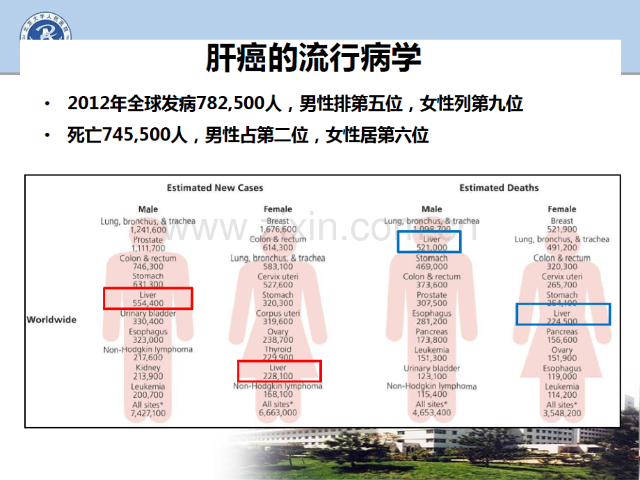 肝癌的流行病学和发病风险.ppt_第3页