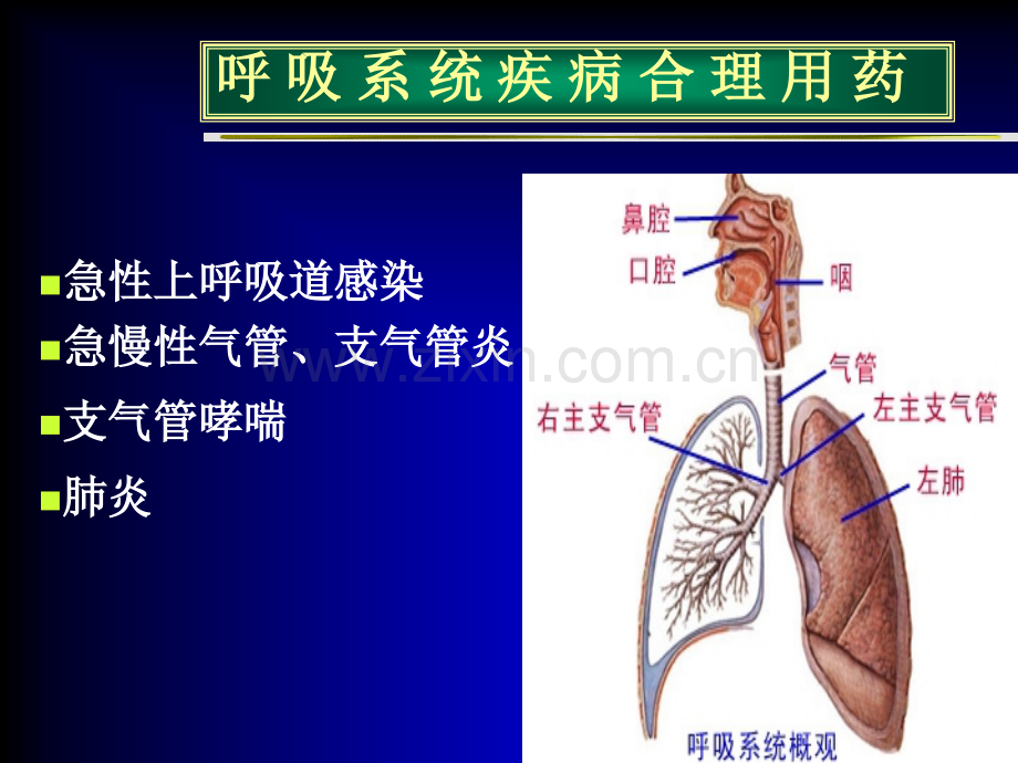 呼吸系统疾病的合理用药.ppt_第2页