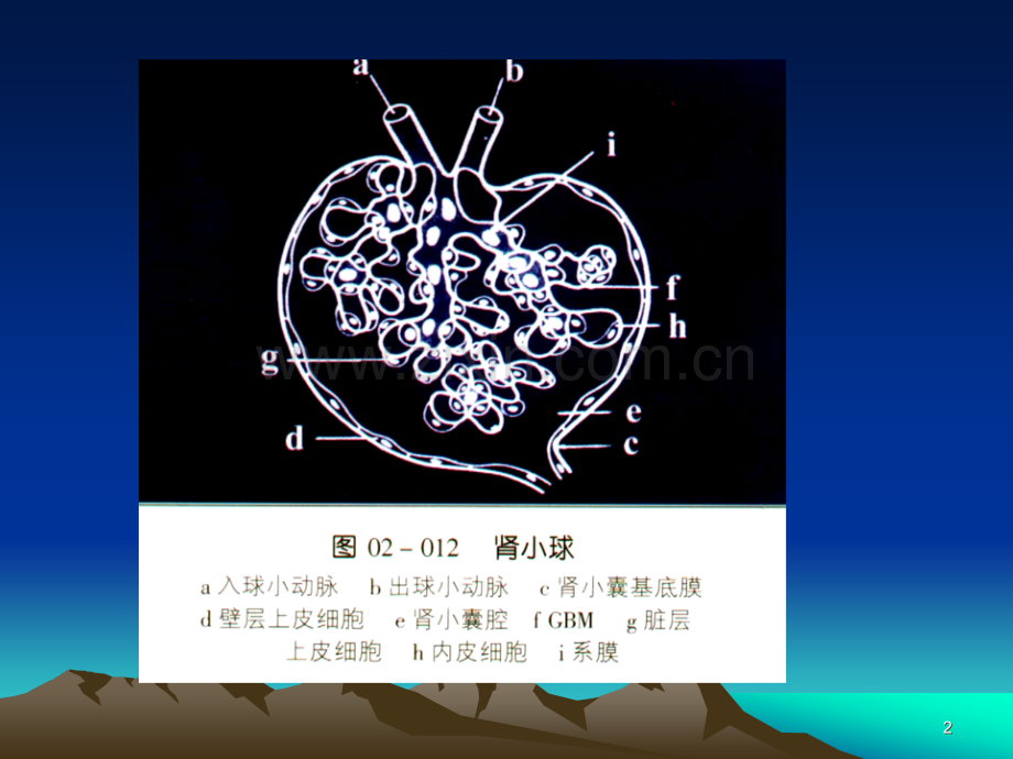 儿童肾小球疾病诊断现状.ppt_第2页