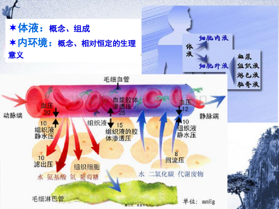 动物-4.3.-动物的循环呼吸淋巴与免疫.pptx_第1页