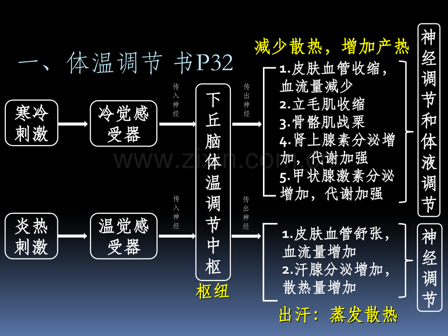 神经体液调节的实例.ppt_第2页