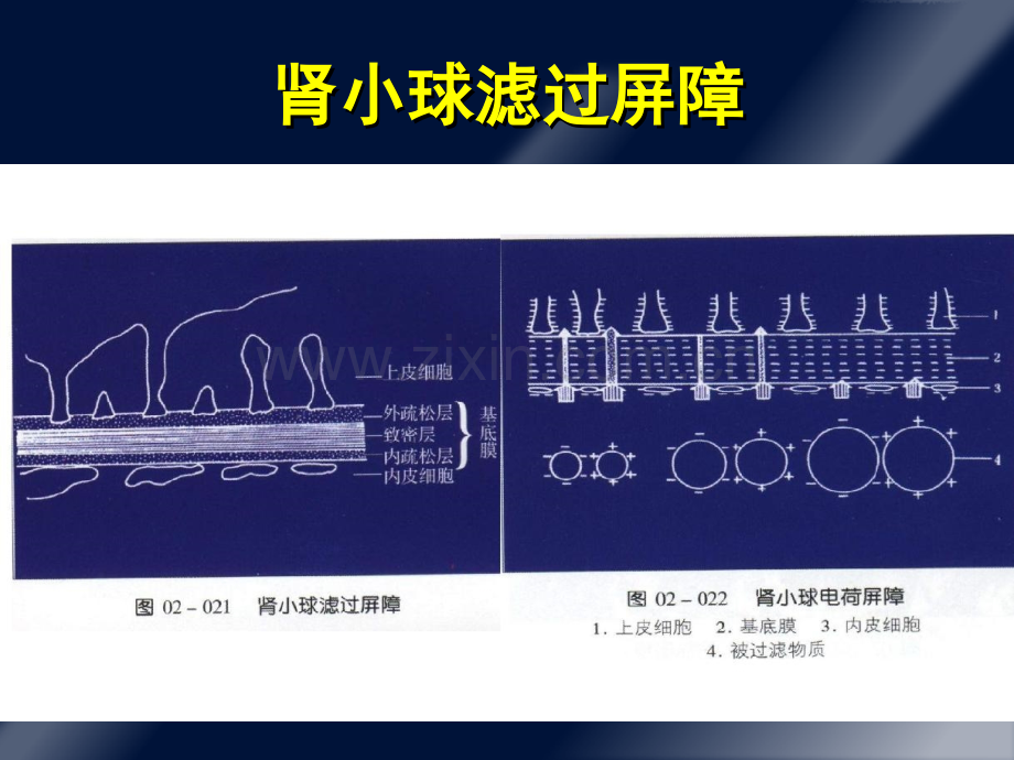 蛋白尿的诊断和鉴别诊断.ppt_第3页