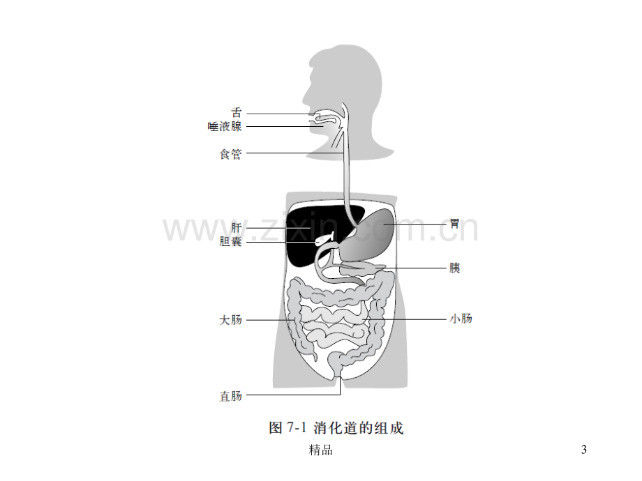 消化系统1.ppt_第3页