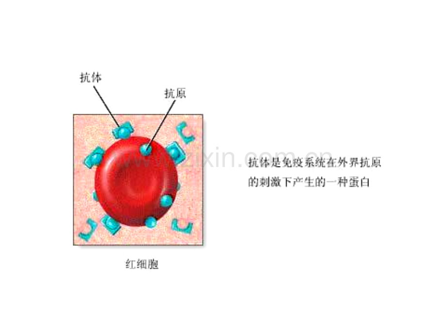 免疫学检测技术.ppt_第2页