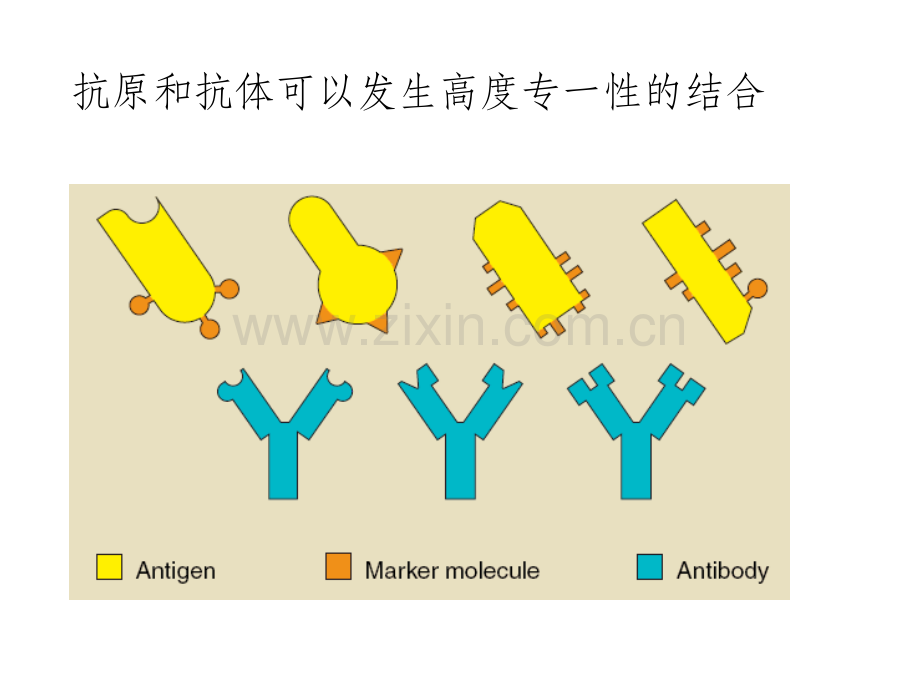 免疫学检测技术.ppt_第3页